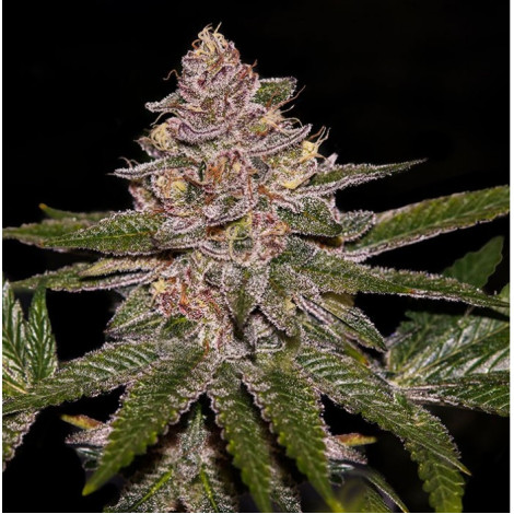 Семена конопли Fruit Juice Feminized (Canadian Seeds)