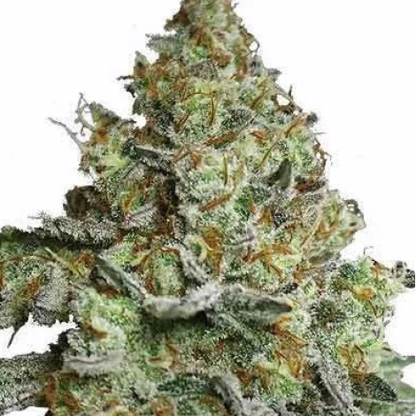 Семена конопли Auto Lava Cake Feminized (Canadian Seeds)