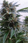 Auto Magnum Feminized (Canadian Seeds)