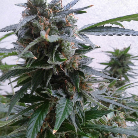 Auto Magnum Feminized (Canadian Seeds)