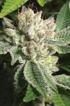 Auto Original Glue Feminized (Canadian Seeds)