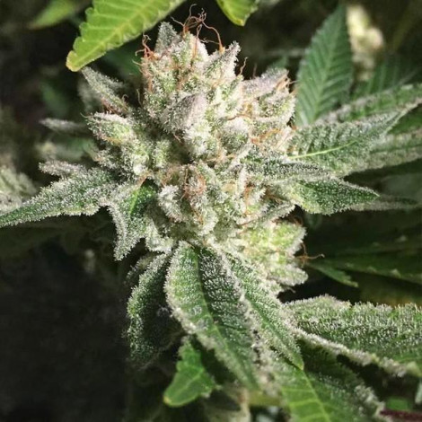 Auto Original Glue Feminized (Canadian Seeds)