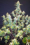 Runtz Muffin Feminized (Canadian Seeds)