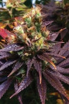 Shiskaberry Punch Feminized (Canadian Seeds)