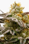 Sugar Black Rose Feminized (Canadian Seeds)