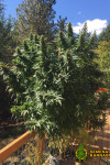 Tyson Feminized (Canadian Seeds) Tyson Feminized (Canadian Seeds)