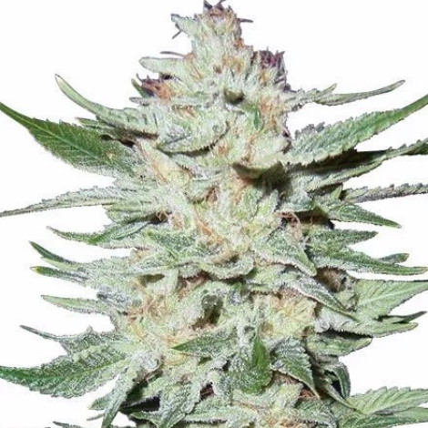 Семена конопли Auto White Rhino Feminized (Canadian Seeds)