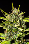 White Strawberry Feminized (Canadian Seeds)