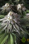 8 Ball Kush Feminised