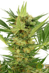 AK-47 Feminised