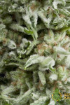 Amnesia Gold Feminised