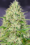 Amnesia Haze Feminised