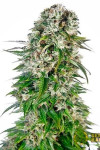 Big Bud Feminised