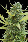 Colombian Gold Feminised