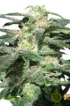 Gagarin Haze Feminised