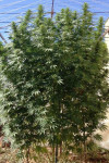 O.G. Kush Feminised O.G. Kush Feminised