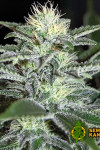 White Widow Feminised