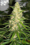 White Widow x Jack Herer Feminised