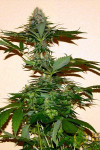 Afghan
