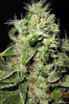 Afghan Original