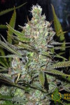 Amnesia