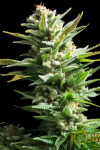Amnesia Haze Amnesia Haze
