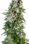 Big Bud