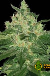 Bubble Gum