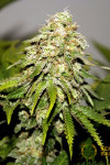 Critical Critical