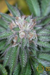 Master Kush