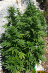 OG Kush