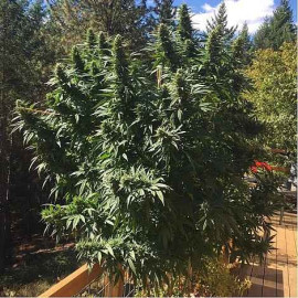 Tyson Feminised (Canadian Seeds) (Опт) Tyson Feminised (Canadian Seeds) (Опт)