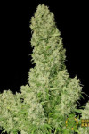 White Russian