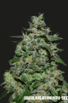 AK Kush Eхpress Feminised (Kalashnikov Seeds)