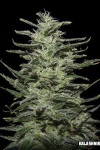 Amnesia Molotov Feminised (Kalashnikov Seeds)