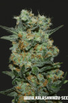 Baikal Express Feminised (Kalashnikov Seeds)