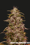 Big Altai Sativa Express Feminised (Kalashnikov Seeds)