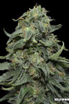 Kabul Express Feminised (Kalashnikov Seeds)