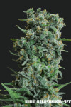Kalashnikov Original Feminised (Kalashnikov Seeds)