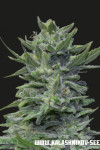Lavanda Cream Feminised (Kalashnikov Seeds)