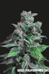 Moscow Blueberry Feminised (Kalashnikov Seeds)