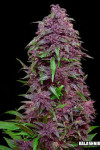 Purple Mazar Auto Feminised (Kalashnikov Seeds)