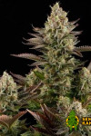 Auto Ak-47 Feminised (Опт)