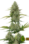 Auto Opium Feminised (Опт)