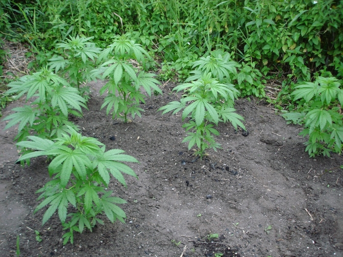 Когда можно высаживать семена канабиса посадка семян марихуаны