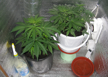 Как в домашних условиях выращивают коноплю если вас приняли с марихуаной