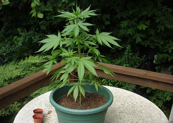 Как высаживать марихуану семя конопли наложенным