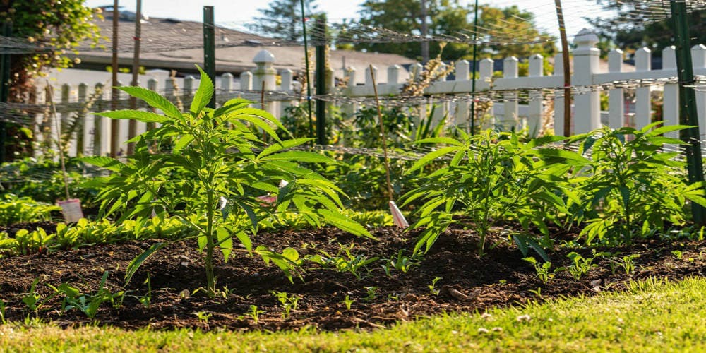 Когда лучше посадить марихуану купить горшки для выращивания конопли