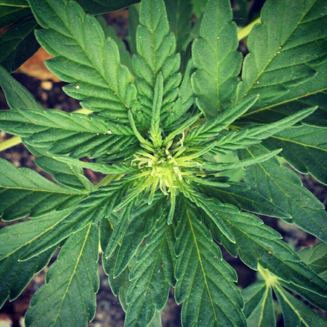 Вегетативный период марихуаны как собирать семена с конопли