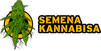 Semena Kannabisa
